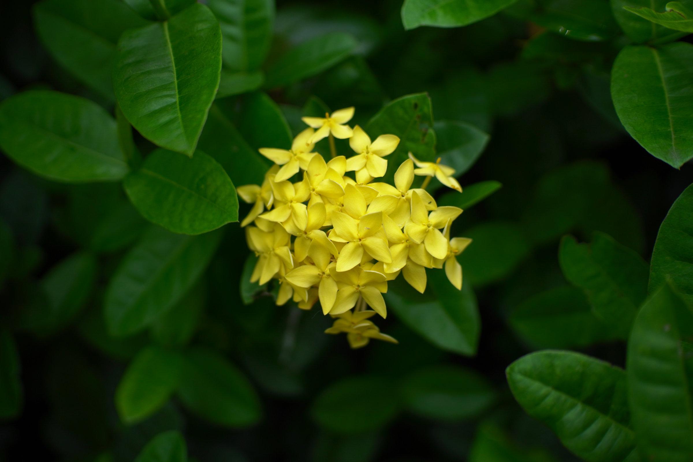 A bundle of yellow flowers surrounded by leaves.