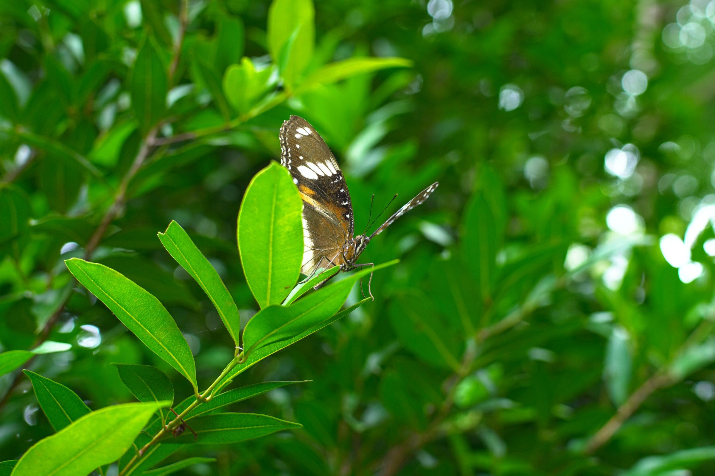 A white-brown-black butterfly sitting on the tip of a branch.