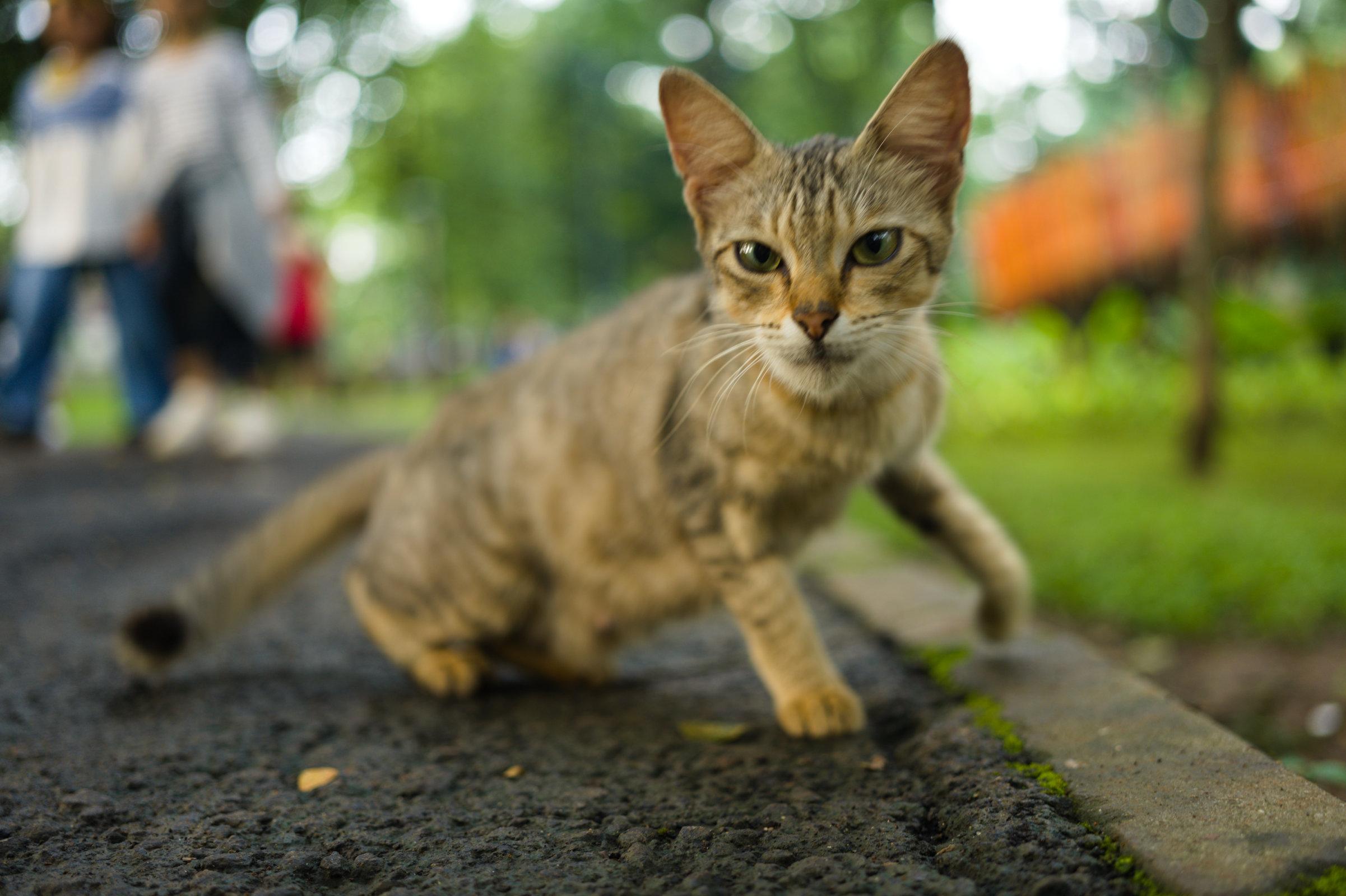 A yellow-black cat about to pounce on the camera.