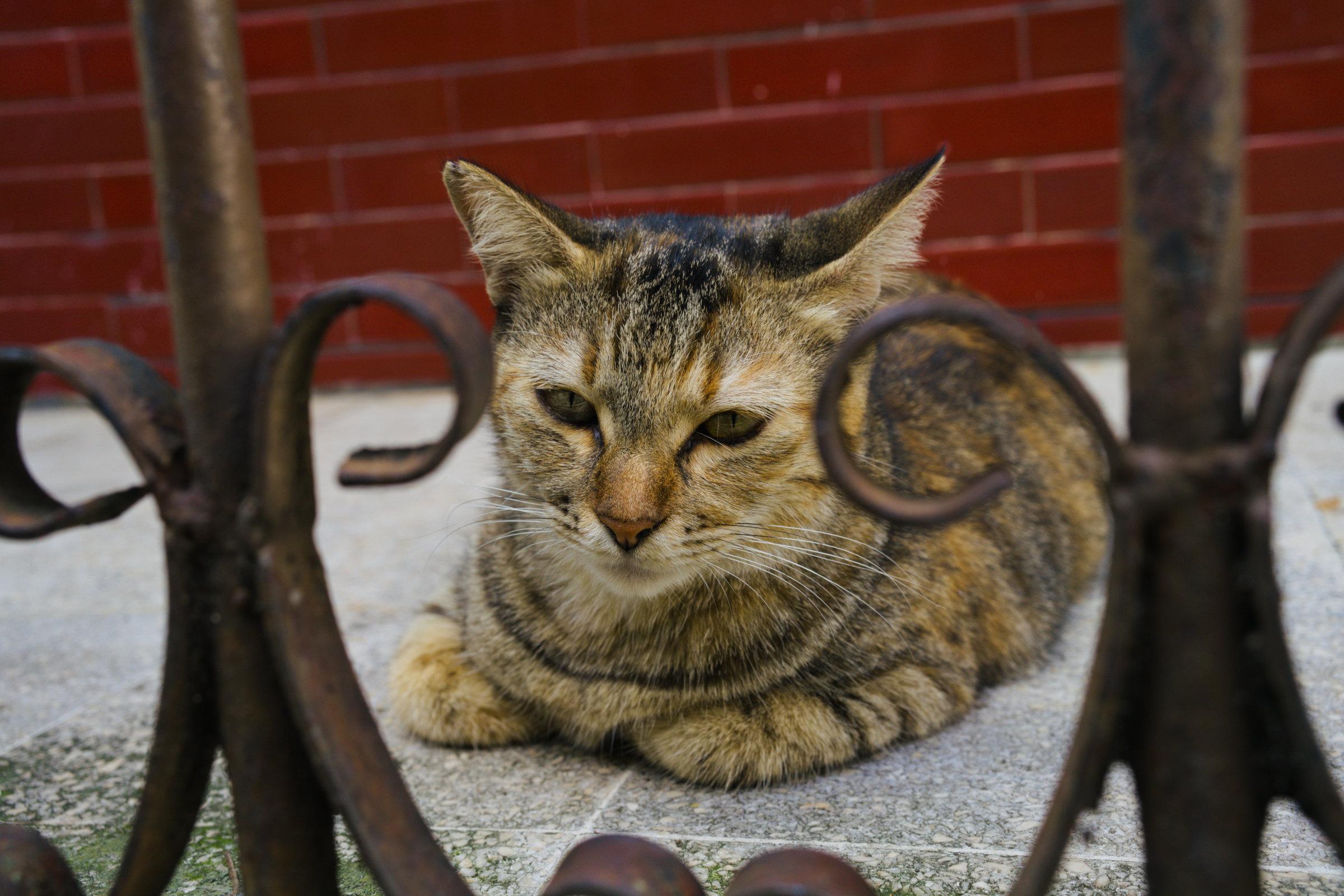 A cat seemingly just staring at the distance.